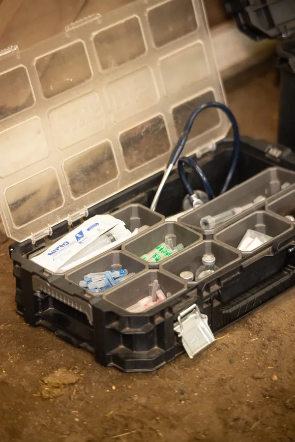 Equine dental procedure