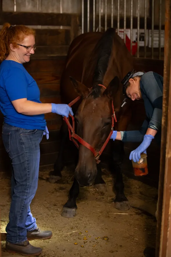 Equine dental procedure