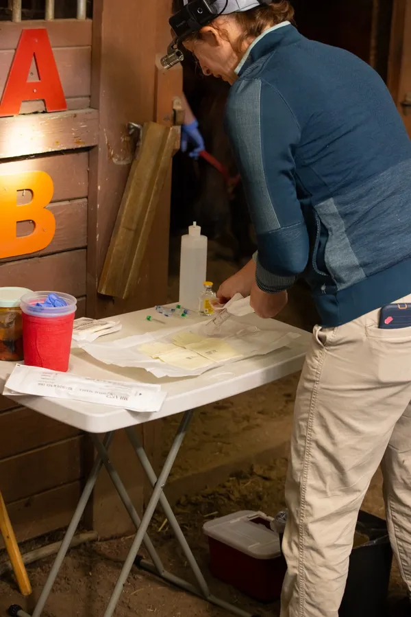 Equine dental procedure