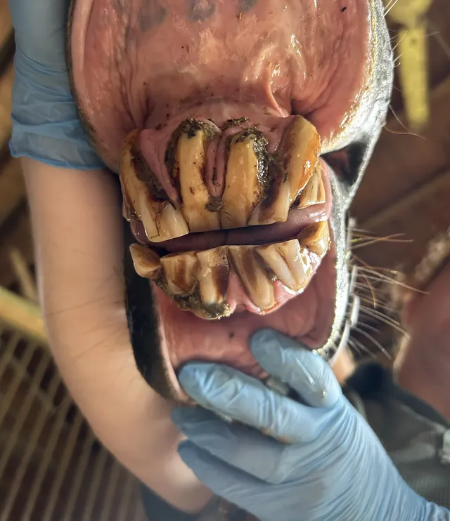 EOTRH Diagnosis & Treatment