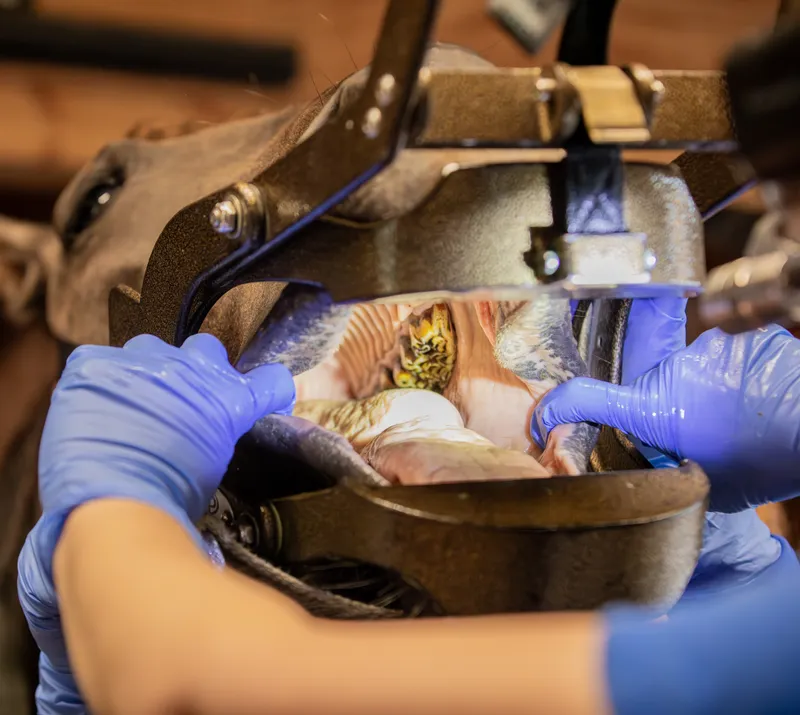 Equine oral examination in progress