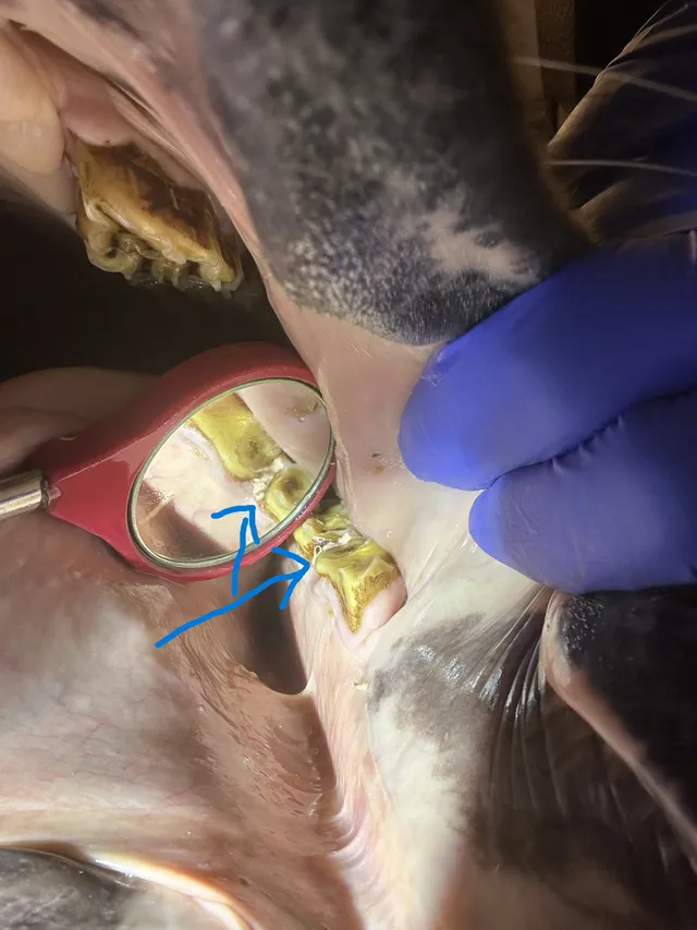 Periodontal Disease Care