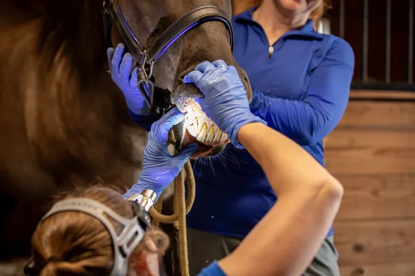 Equine dental procedure