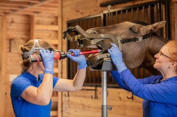 Equine dental procedure