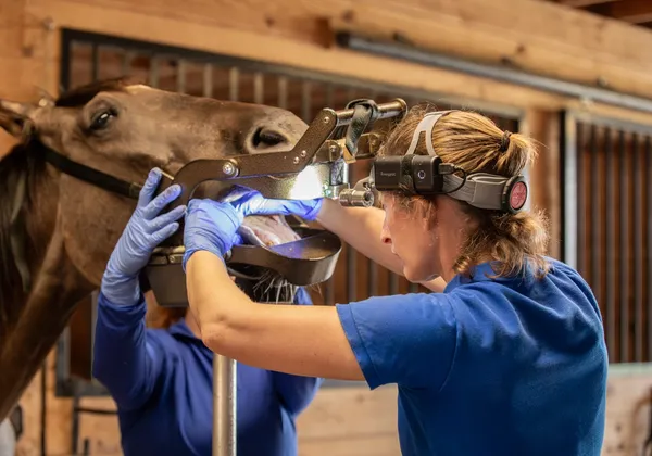 Equine dental procedure