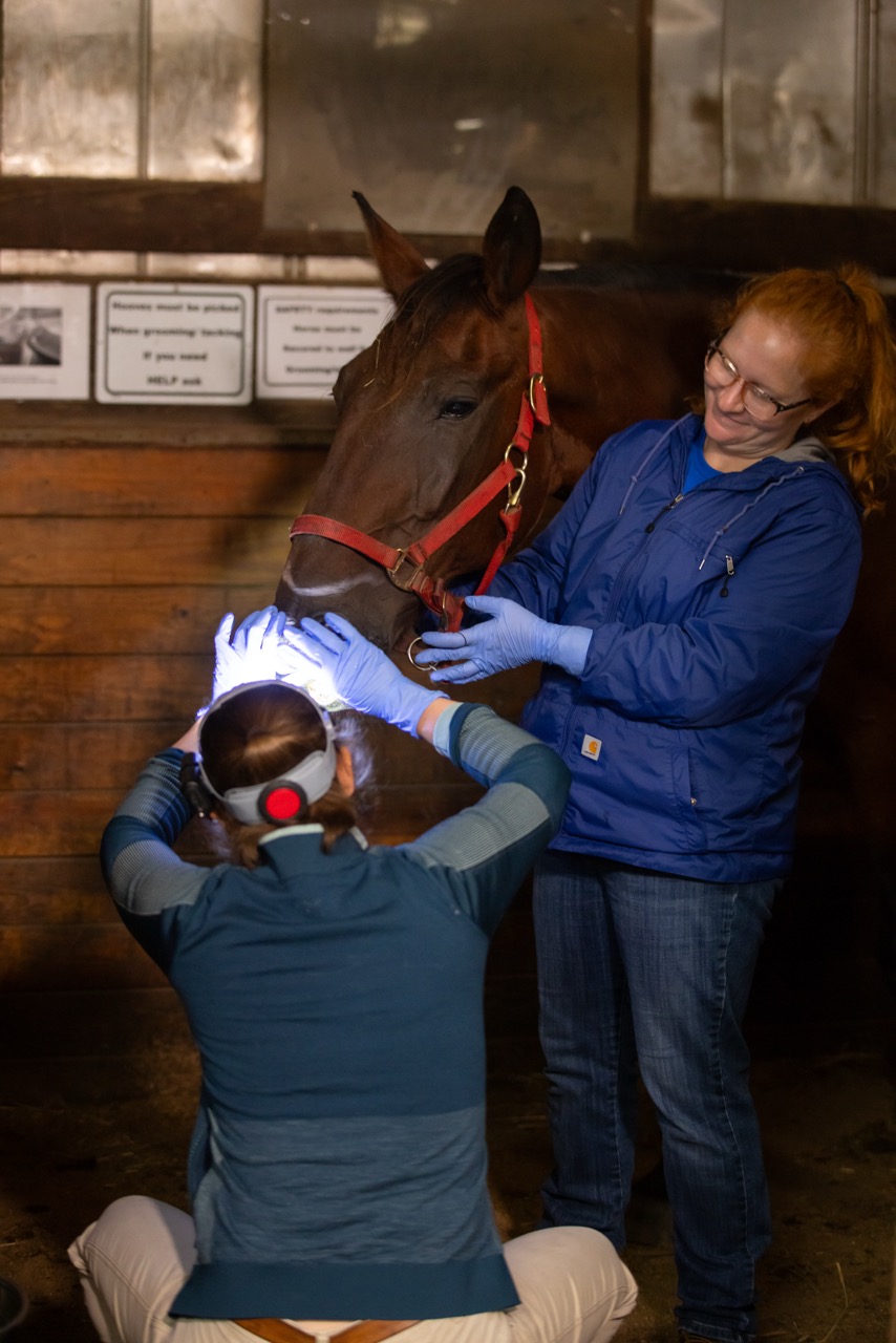 Equine dental procedure